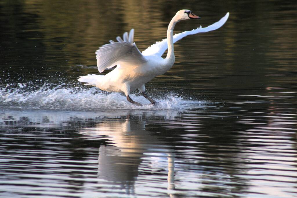 Sorvolo con ammarraggio