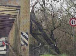 Albero ponte di Oleggio Lonate