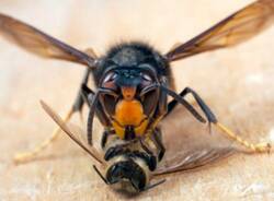 Vespa velutina