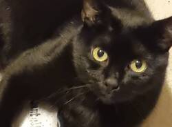 Gatti neri 