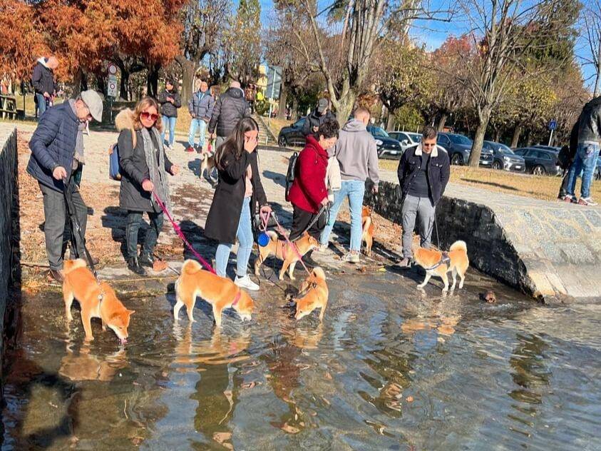 Oltre 30 shiba inu ad Angera