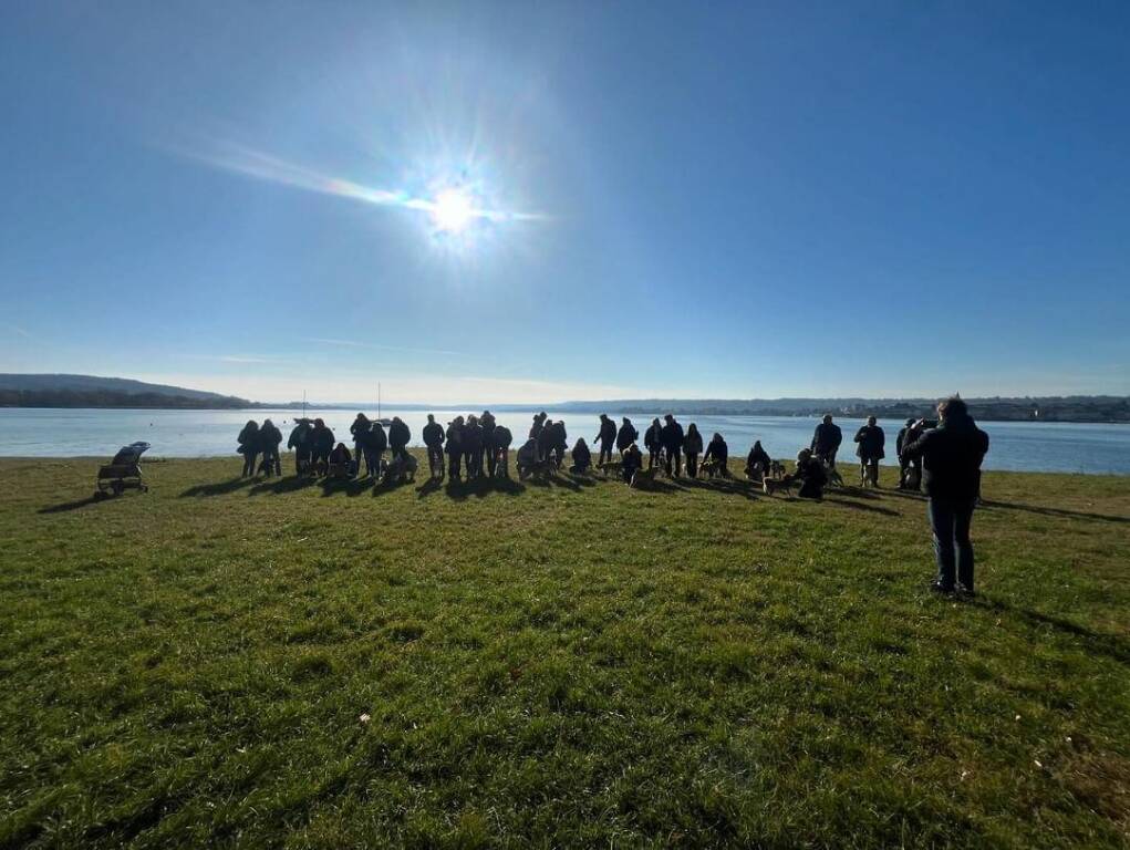 Oltre 30 shiba inu ad Angera