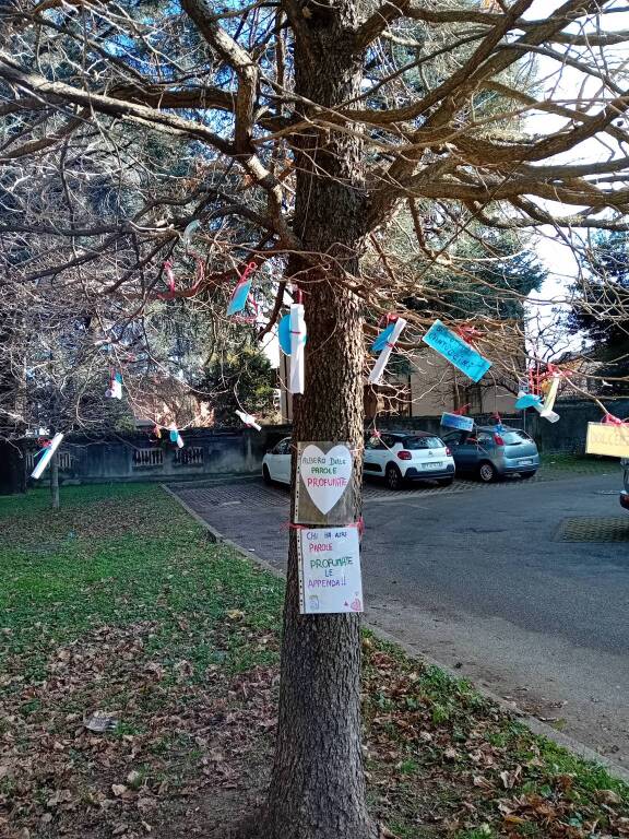 Albero profumato