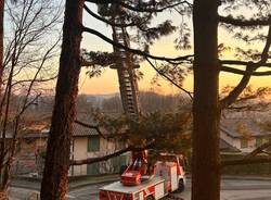 Gattina salvata dai vigili del fuoco