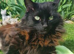 Gatto smarrito a Jerago con Orago, si chiama Giamby