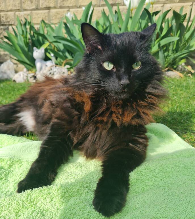Gatto  Giamby