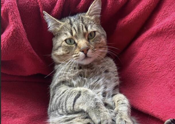 A Besano si cerca gatto Leo