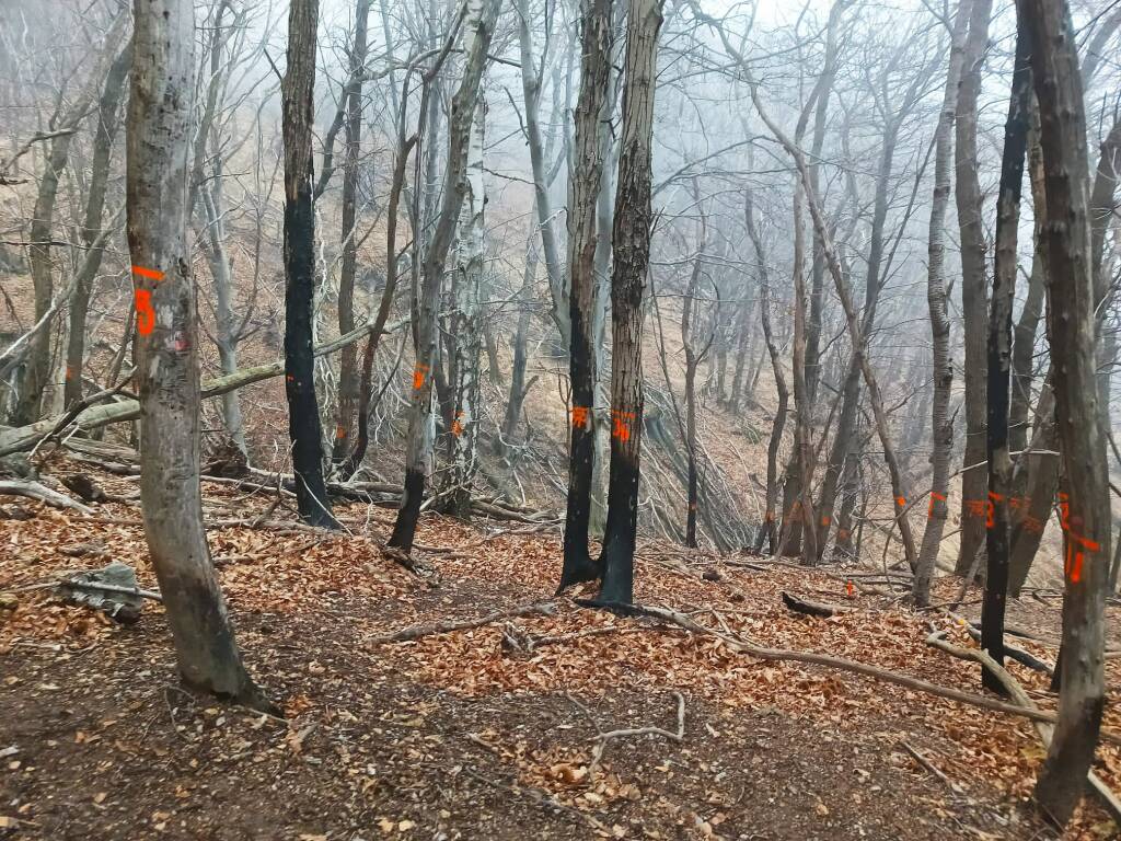 Lavori forestali sul campo dei fiori