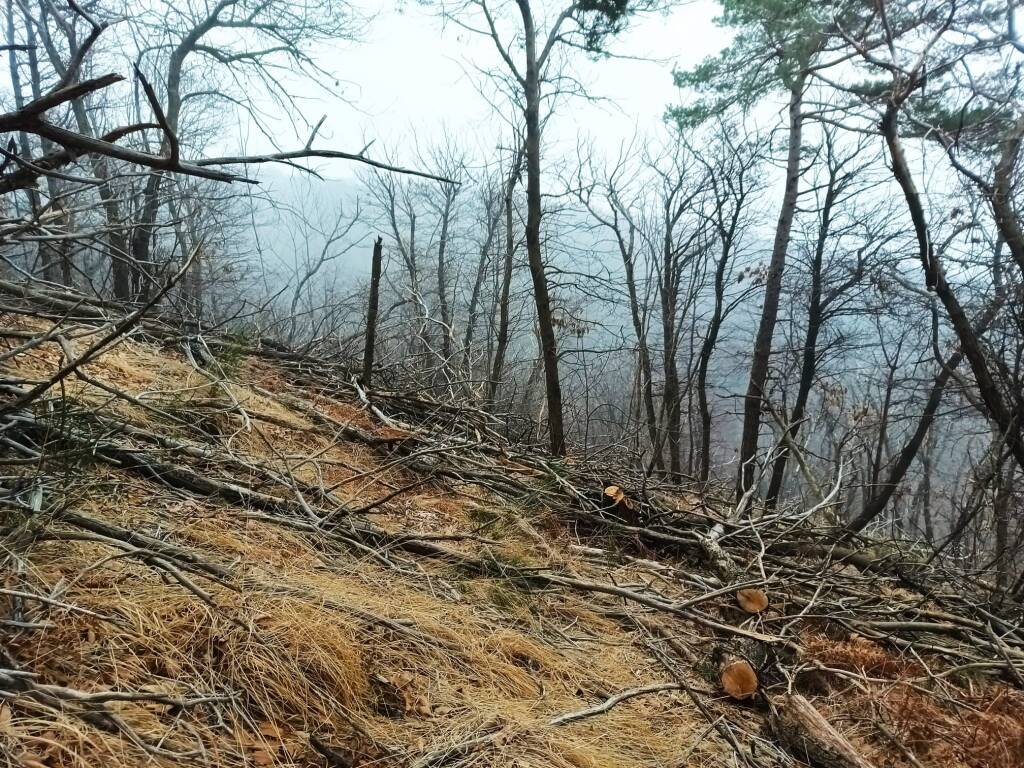 Lavori forestali sul campo dei fiori