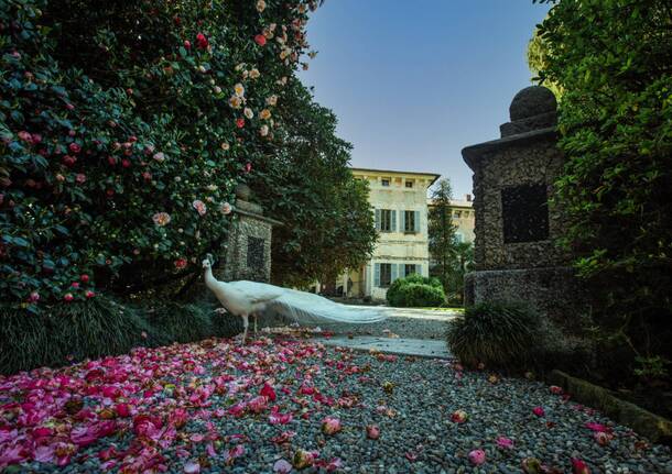 Terre Borromeo - pavone