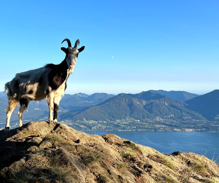 Foto del Lago Maggiore con capretta