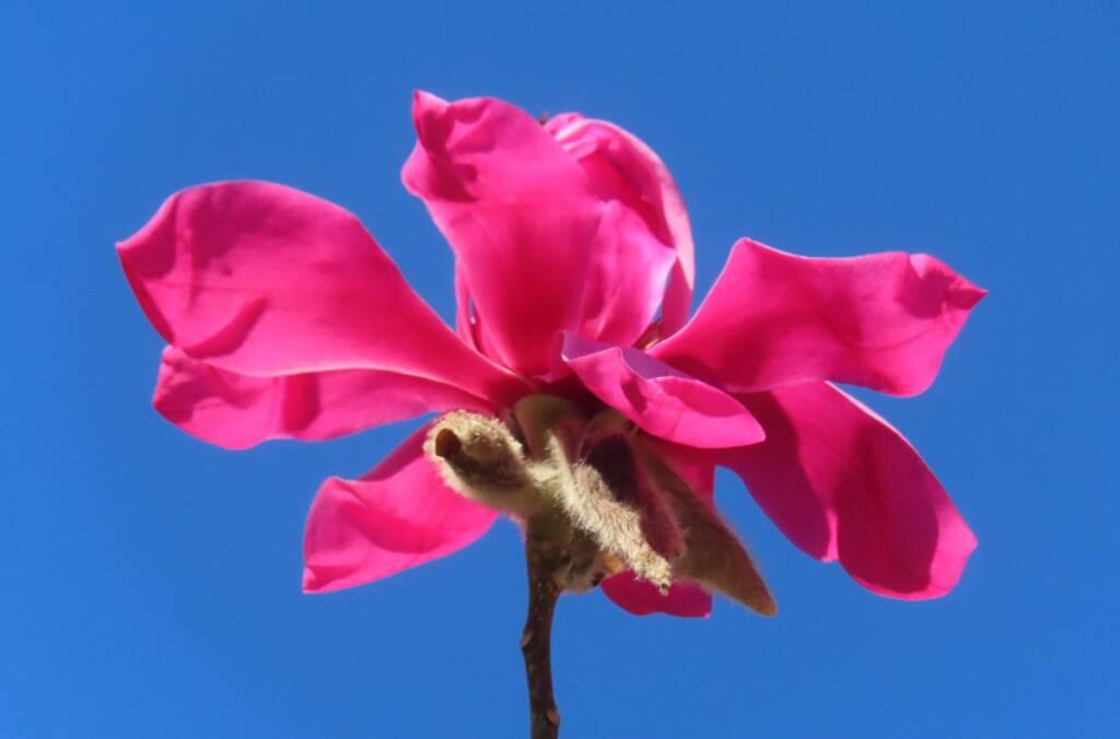fiore primavera caldo 