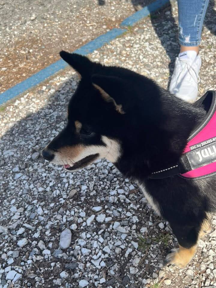 Il raduno degli shiba inu arriva a Ispra