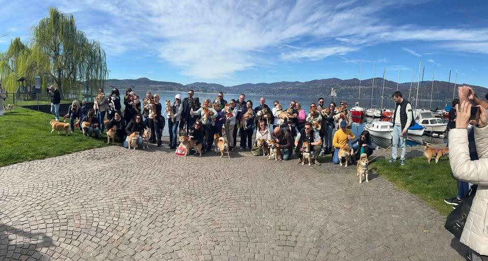 Il raduno degli shiba inu arriva a Ispra