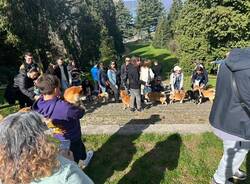 Il raduno degli shiba inu arriva a Ispra