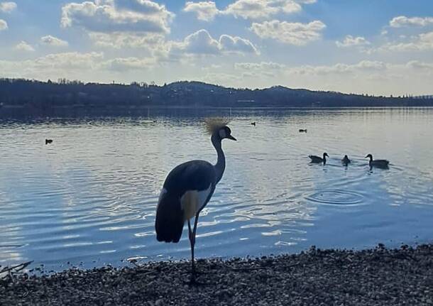 La Gru Coronata alla Schiranna - foto varie
