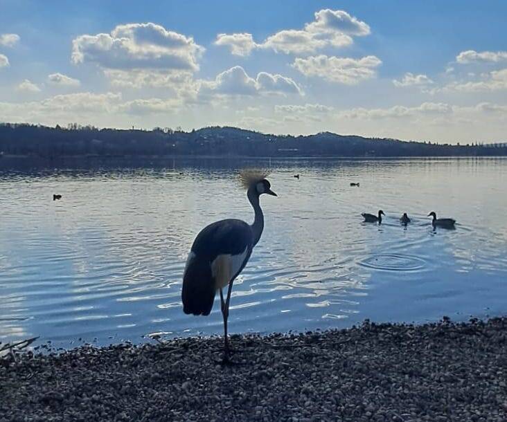 La Gru Coronata alla Schiranna - foto varie