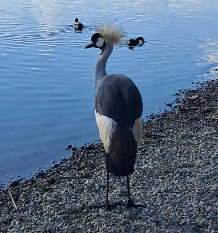 La Gru Coronata alla Schiranna - foto varie