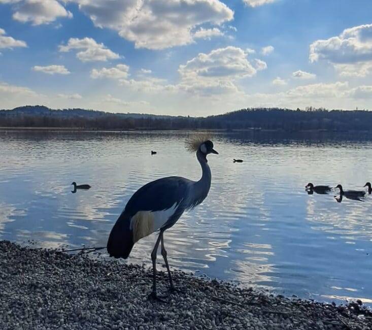 La Gru Coronata alla Schiranna - foto varie