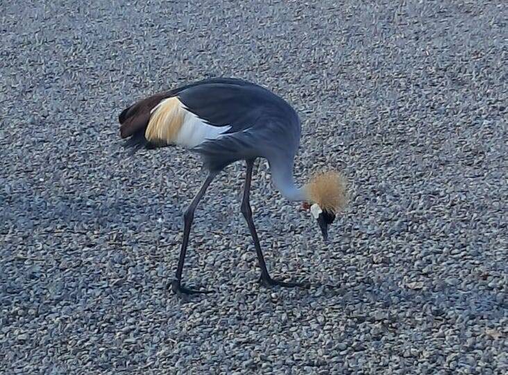 La Gru Coronata alla Schiranna - foto varie