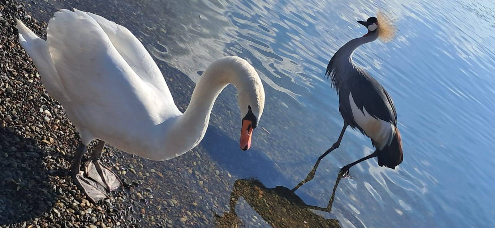 La Gru Coronata alla Schiranna - foto varie