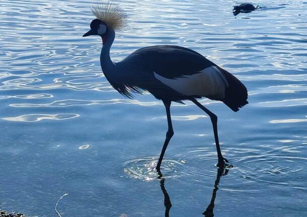 La Gru Coronata alla Schiranna