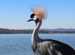 stella gru coronata