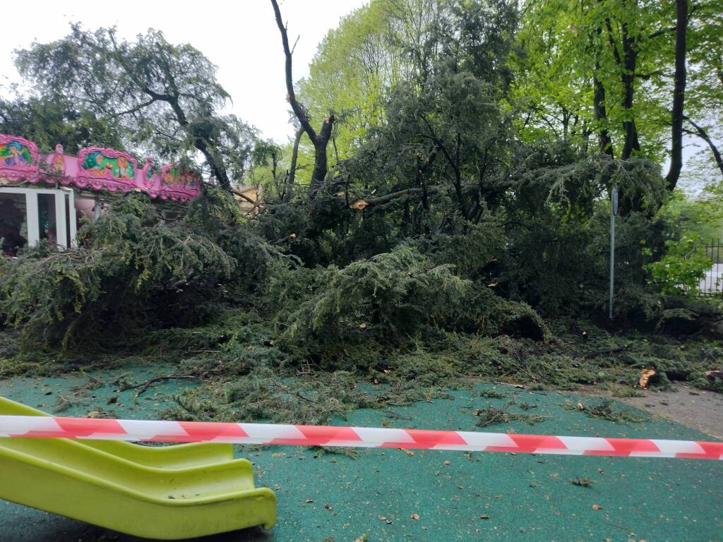 Albero caduto nel parchetto di viale Gorizia a Legnano 