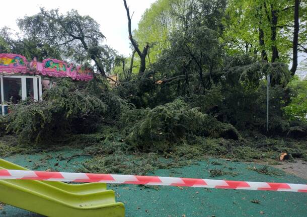 Albero caduto nel parchetto di viale Gorizia a Legnano