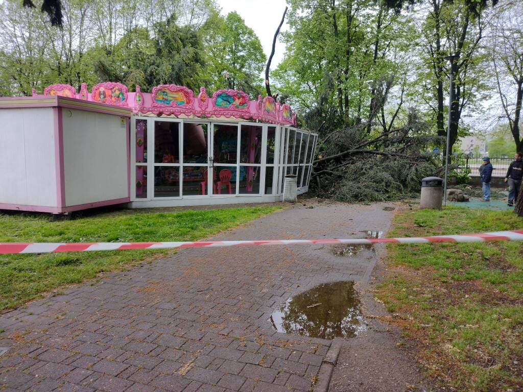 Albero caduto nel parchetto di viale Gorizia a Legnano 