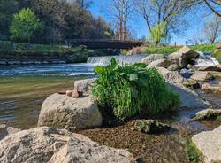 Calimali fiume olona