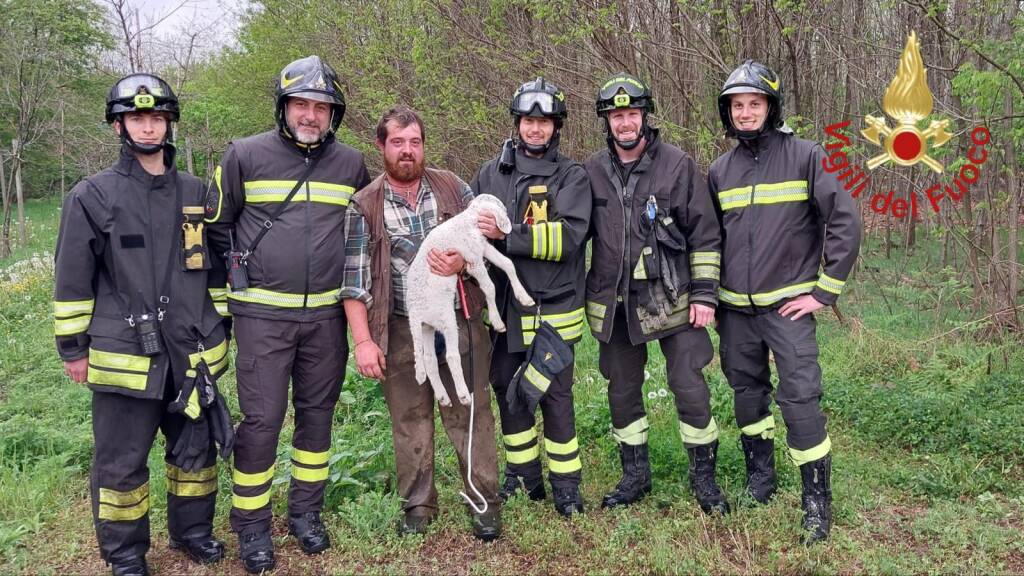 L\'agnellino salvato il giorno d Pasqua dai vigili del fuoco