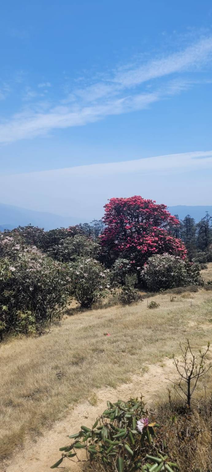 Diario nepalese 2025 - Undicesima tappa - Verso Dikhure