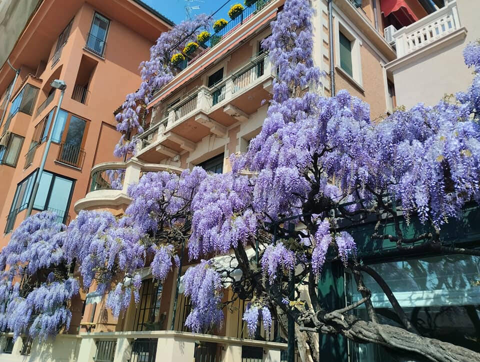 foto del giorno 16 aprile 2025 glicine sesto calende | maria canalicchio