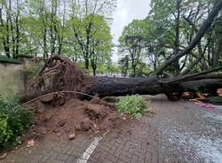 Giardino Pattani chiuso a Legnano per un albero caduto