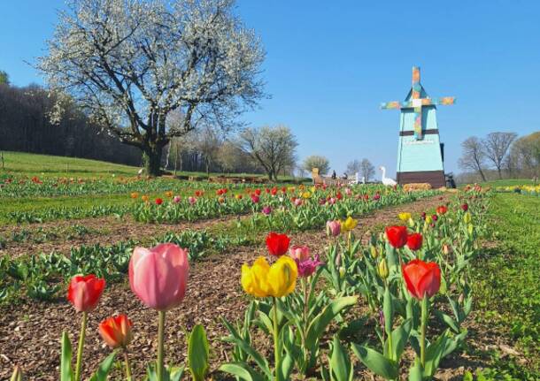 Il Roccolo - Svuota campo tulipani