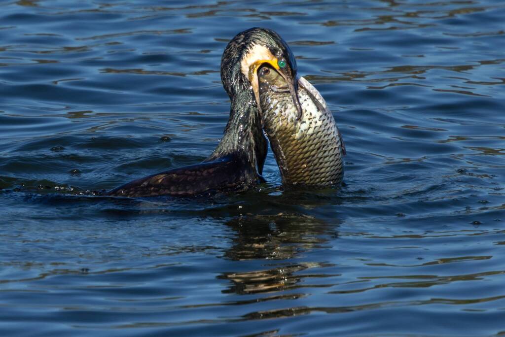 Pesca grossa a Comabbio
