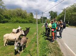 Da Romagnano Sesia a Lessona: la terza tappa della Brinzio - Biella per la grande adunata alpina