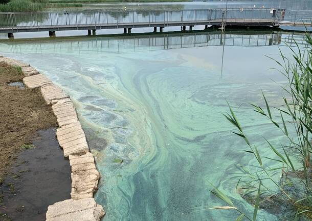 Chiazza tra Bodio e Capolago sul lago di Varese