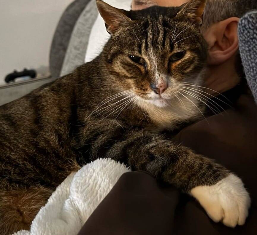 Gatto Nando Varese