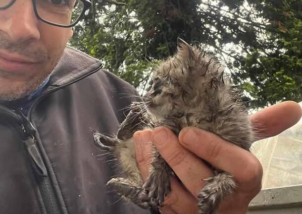 gatto salvato cassano magnago