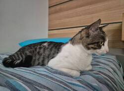 Smarrito un gattino a Varese