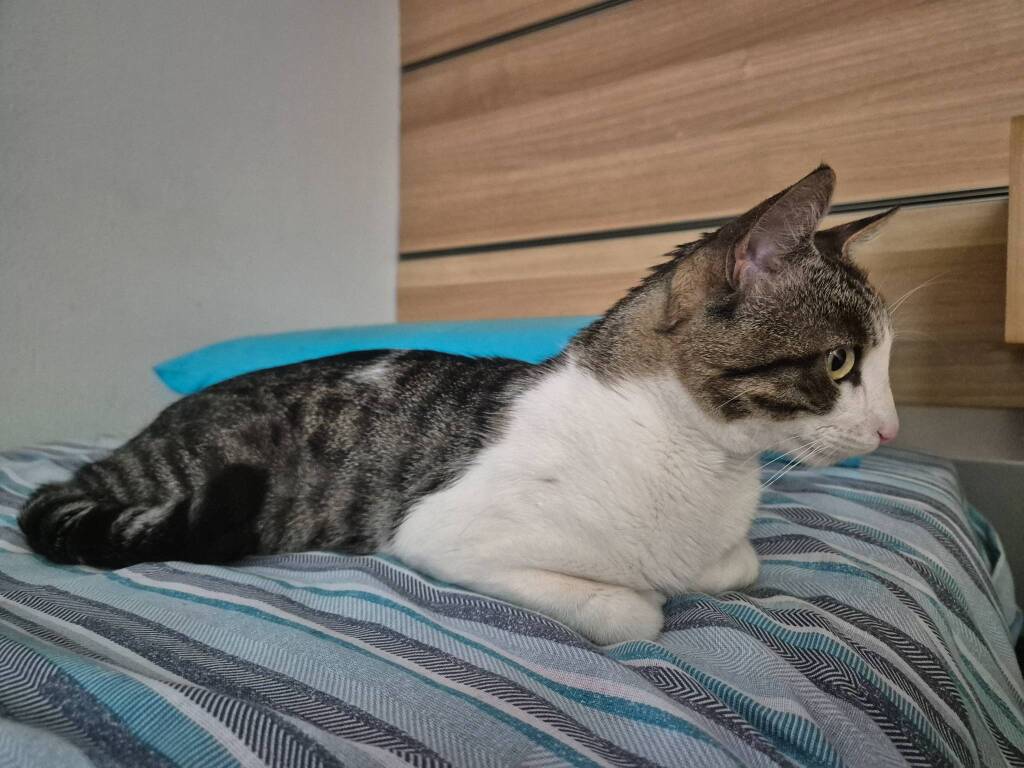 Gatto smarrito a Varese