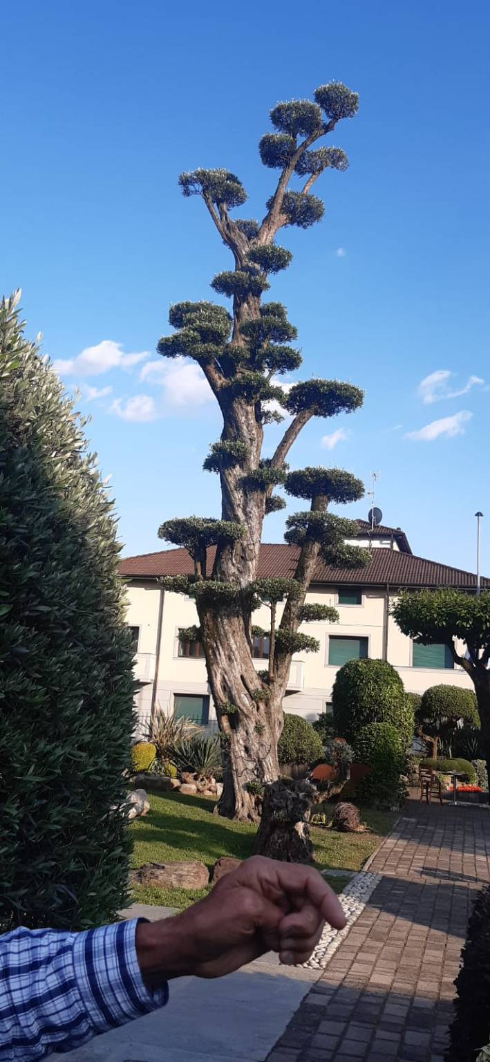 giardini