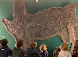 Il Museo dei Fossili di Besano