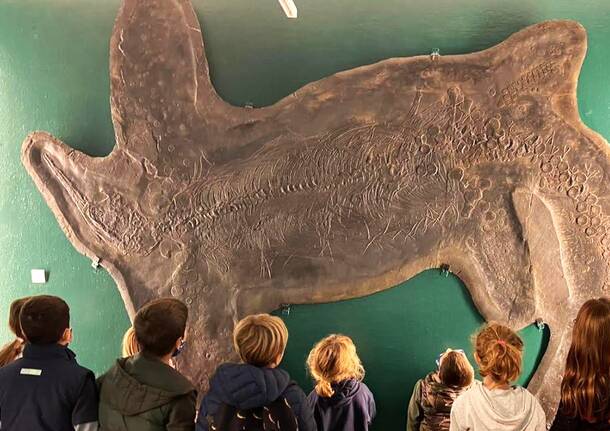 Il Museo dei Fossili di Besano