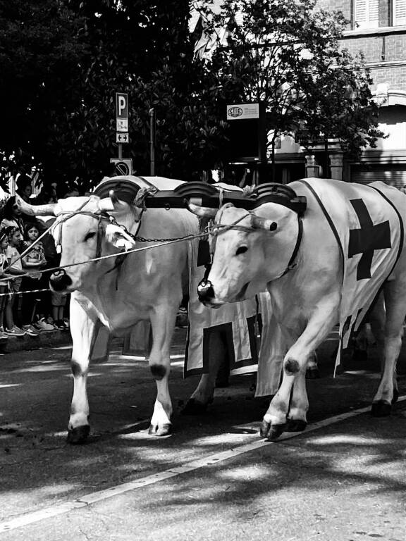 Il Palio di Legnano nelle foto di Barbara Nigro