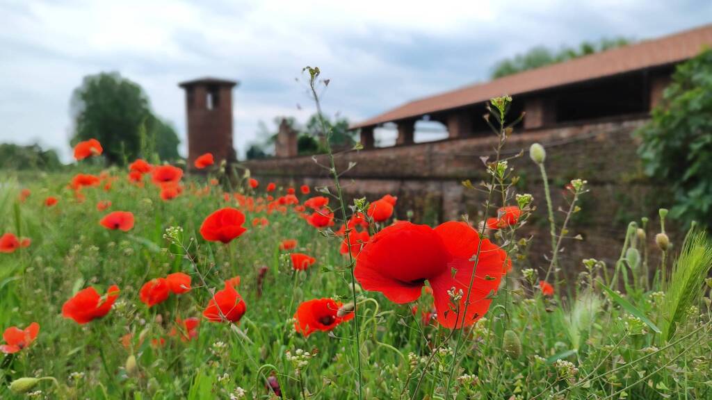 prato di papaveri castello di legnano