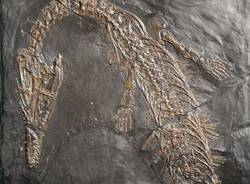 Besano - Museo dei fossili 2025