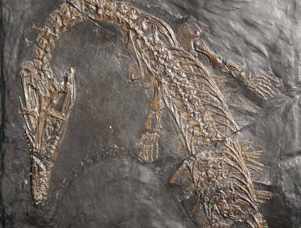 Besano - Museo dei fossili 2025